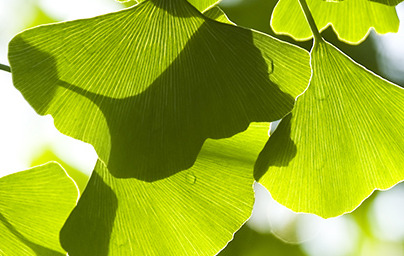 Гинко билоба (Ginkgo biloba) Гинко билоба (Ginkgo biloba)